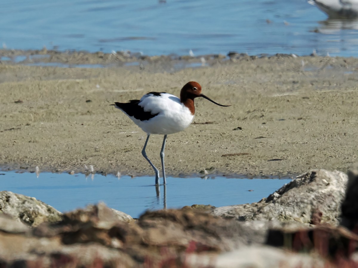 Red-necked Avocet - ML634254262