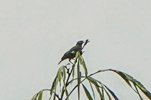 Southern Hill Myna - ML634254289