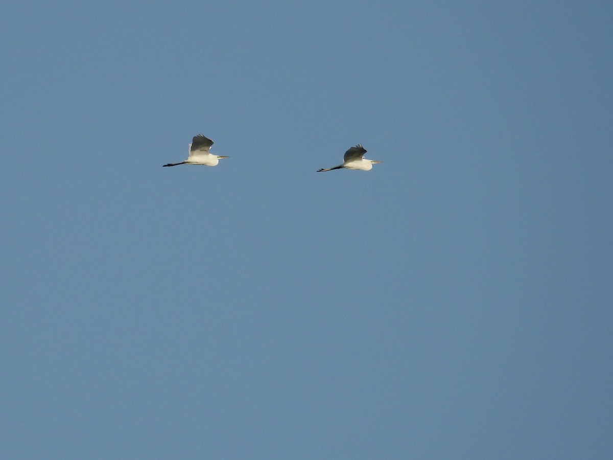 Цасч дэглий - ML634254302