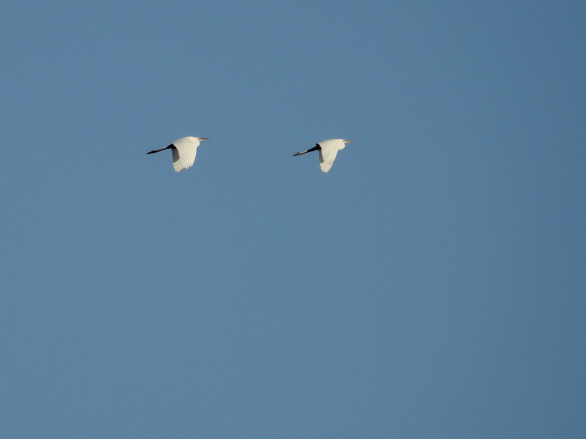 Цасч дэглий - ML634254303