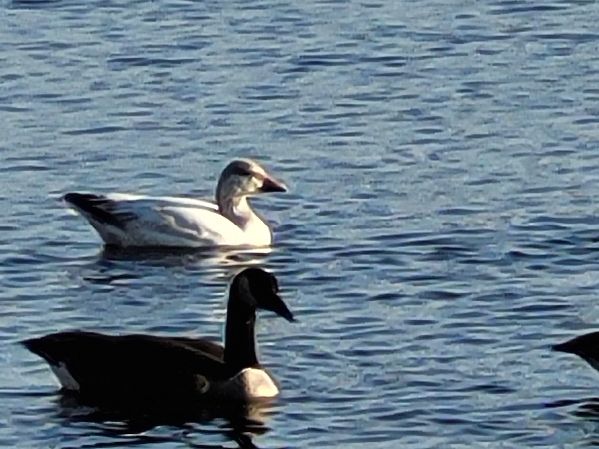 Snow Goose - ML634254337