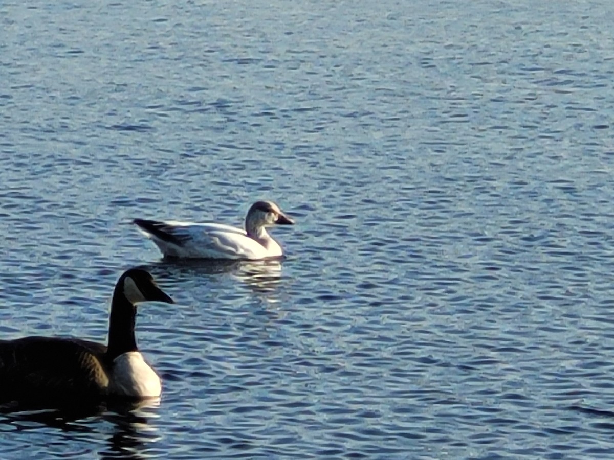 Snow Goose - ML634254443
