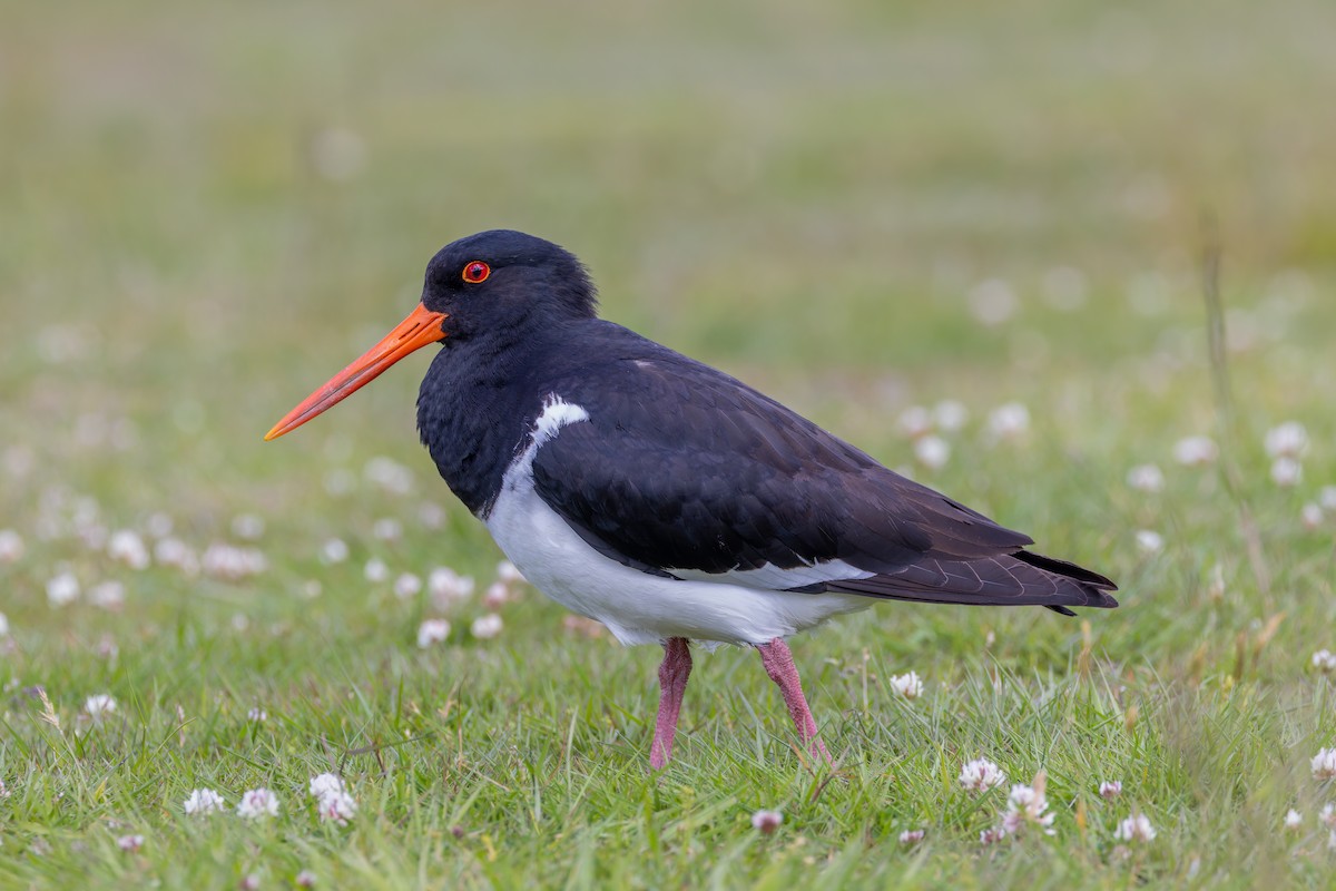 South Island Oystercatcher - ML634254507