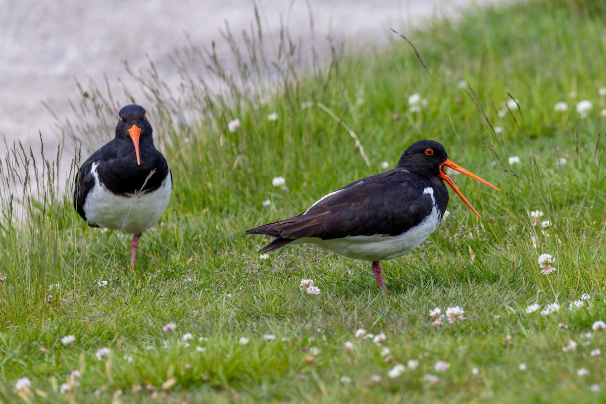 South Island Oystercatcher - ML634254509