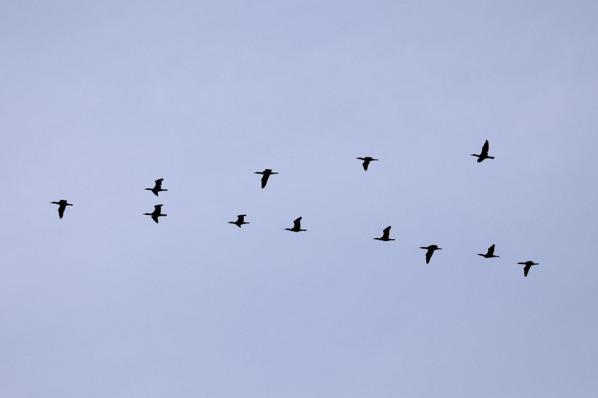 Double-crested Cormorant - ML634254542