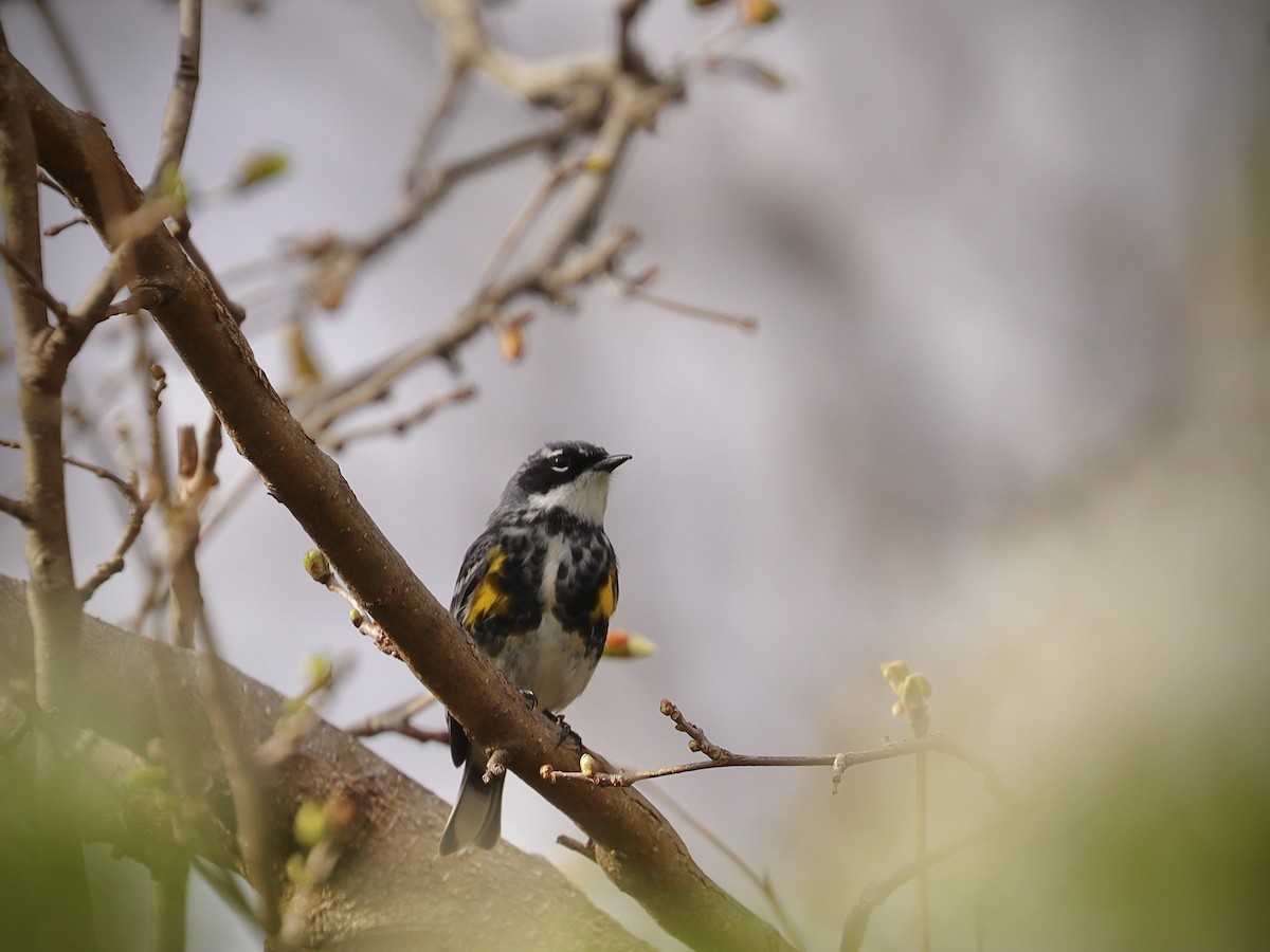 Yellow-rumped Warbler - ML634254557