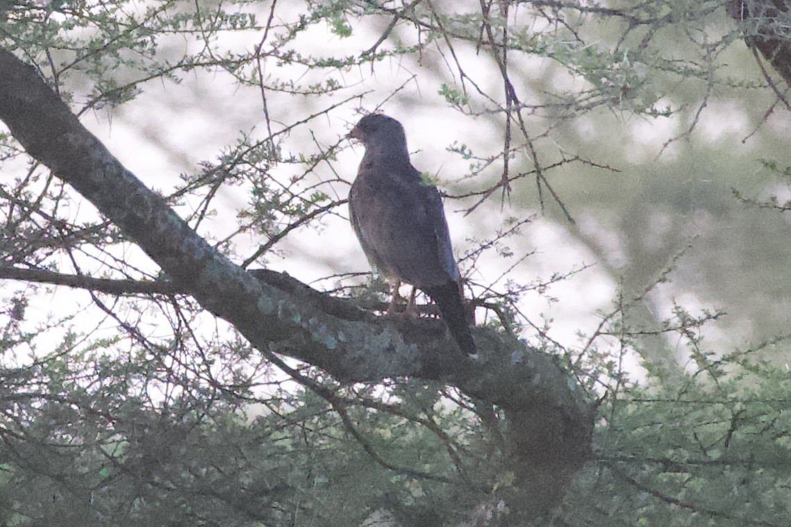Dark Chanting-Goshawk - ML634254745
