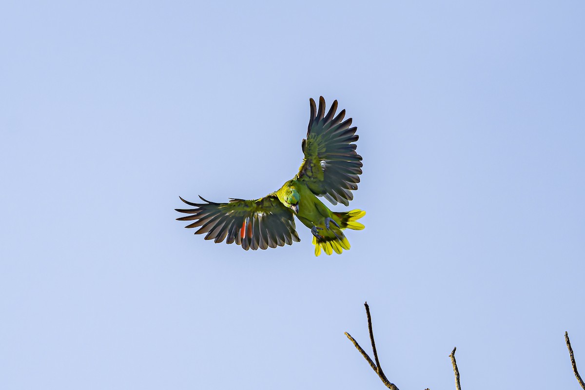 Yellow-naped Amazon - ML634254791