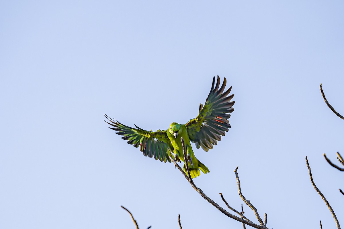 Yellow-naped Amazon - ML634254792
