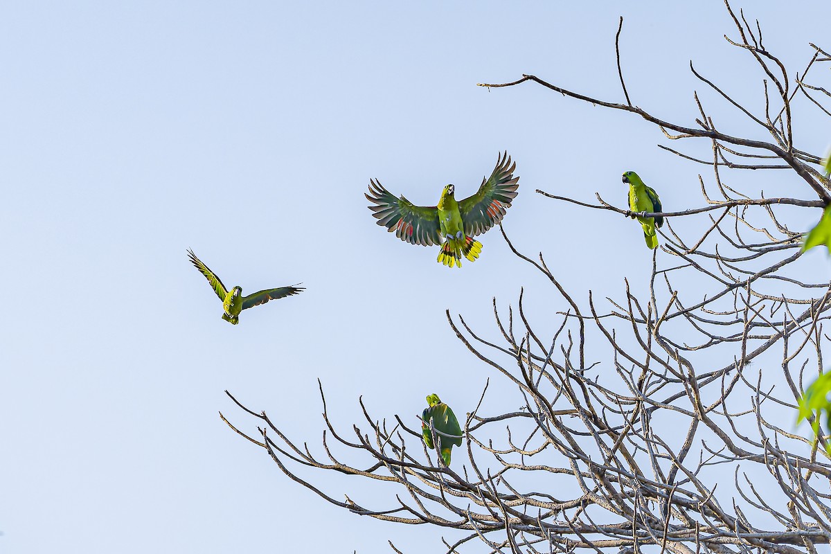 Yellow-naped Amazon - ML634254796