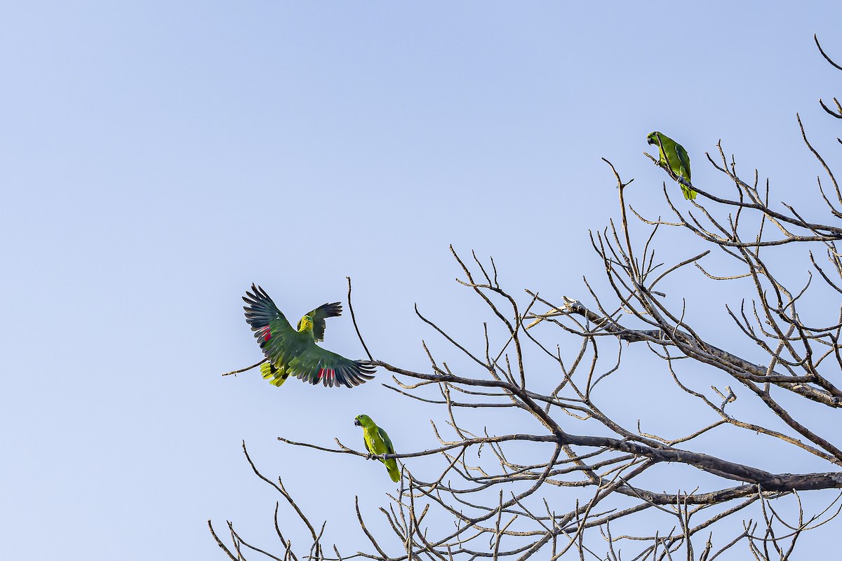 Yellow-naped Amazon - ML634254797