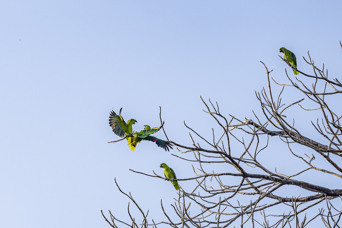 Yellow-naped Amazon - ML634254798
