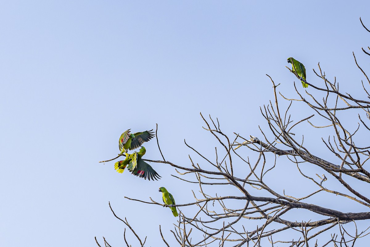 Yellow-naped Amazon - ML634254799