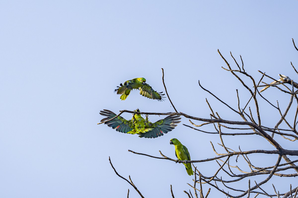 Yellow-naped Amazon - ML634254800