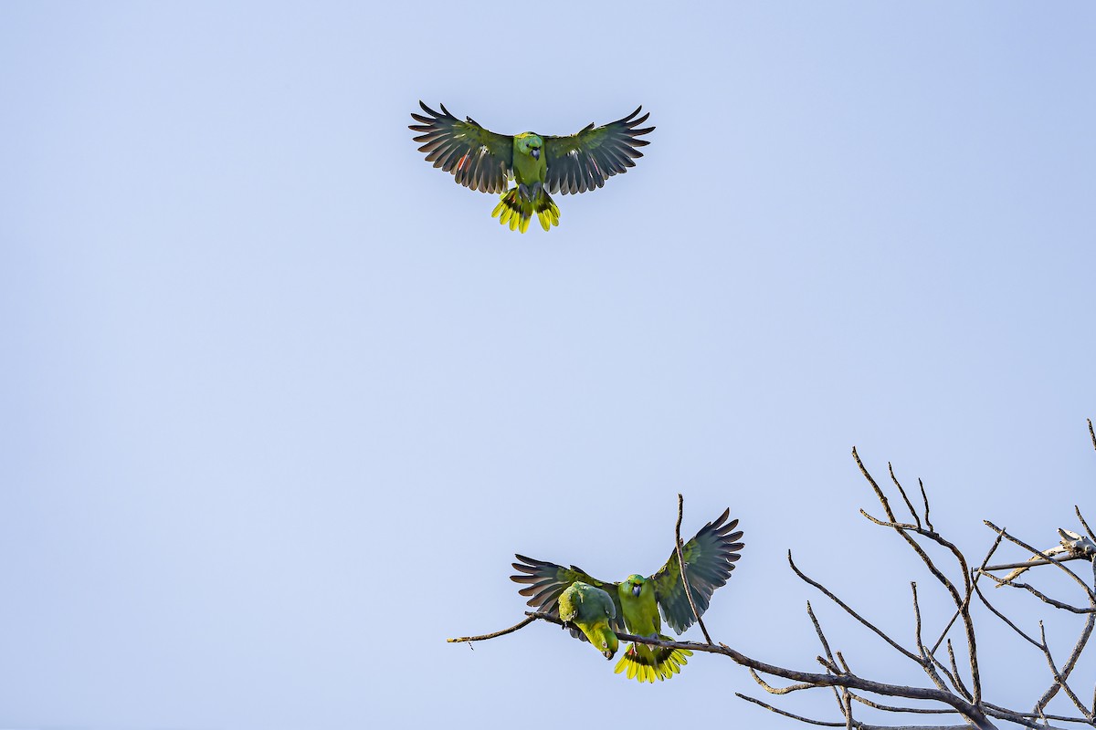 Yellow-naped Amazon - ML634254801