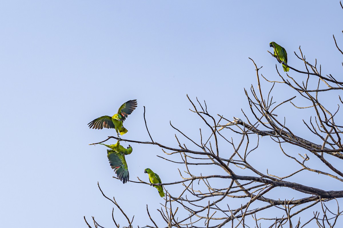 Yellow-naped Amazon - ML634254802