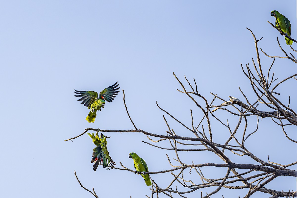 Yellow-naped Amazon - ML634254803