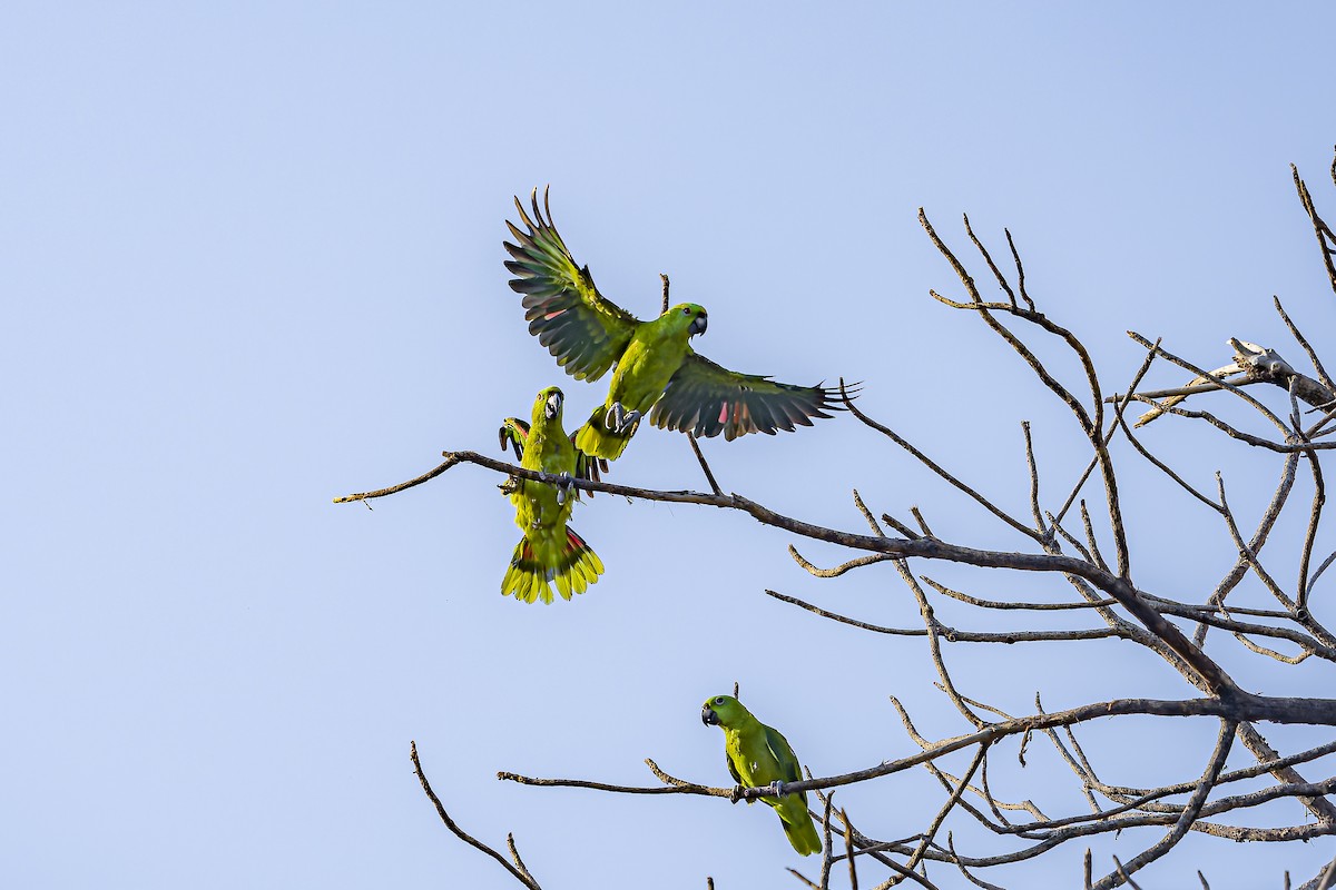 Yellow-naped Amazon - ML634254804