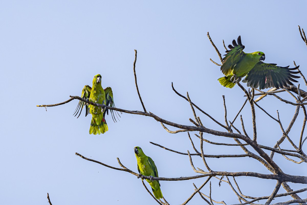 Yellow-naped Amazon - ML634254805