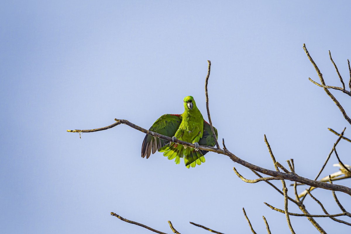 Yellow-naped Amazon - ML634254806