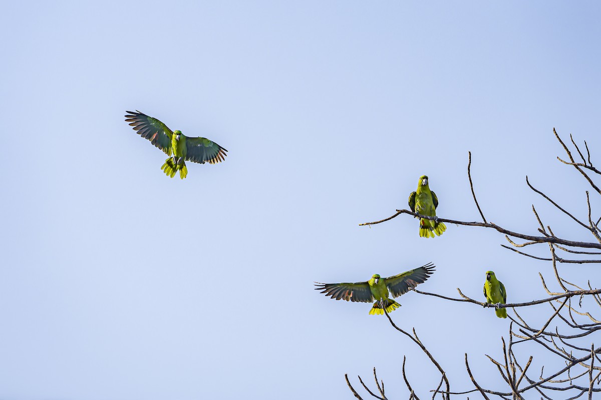 Yellow-naped Amazon - ML634254807