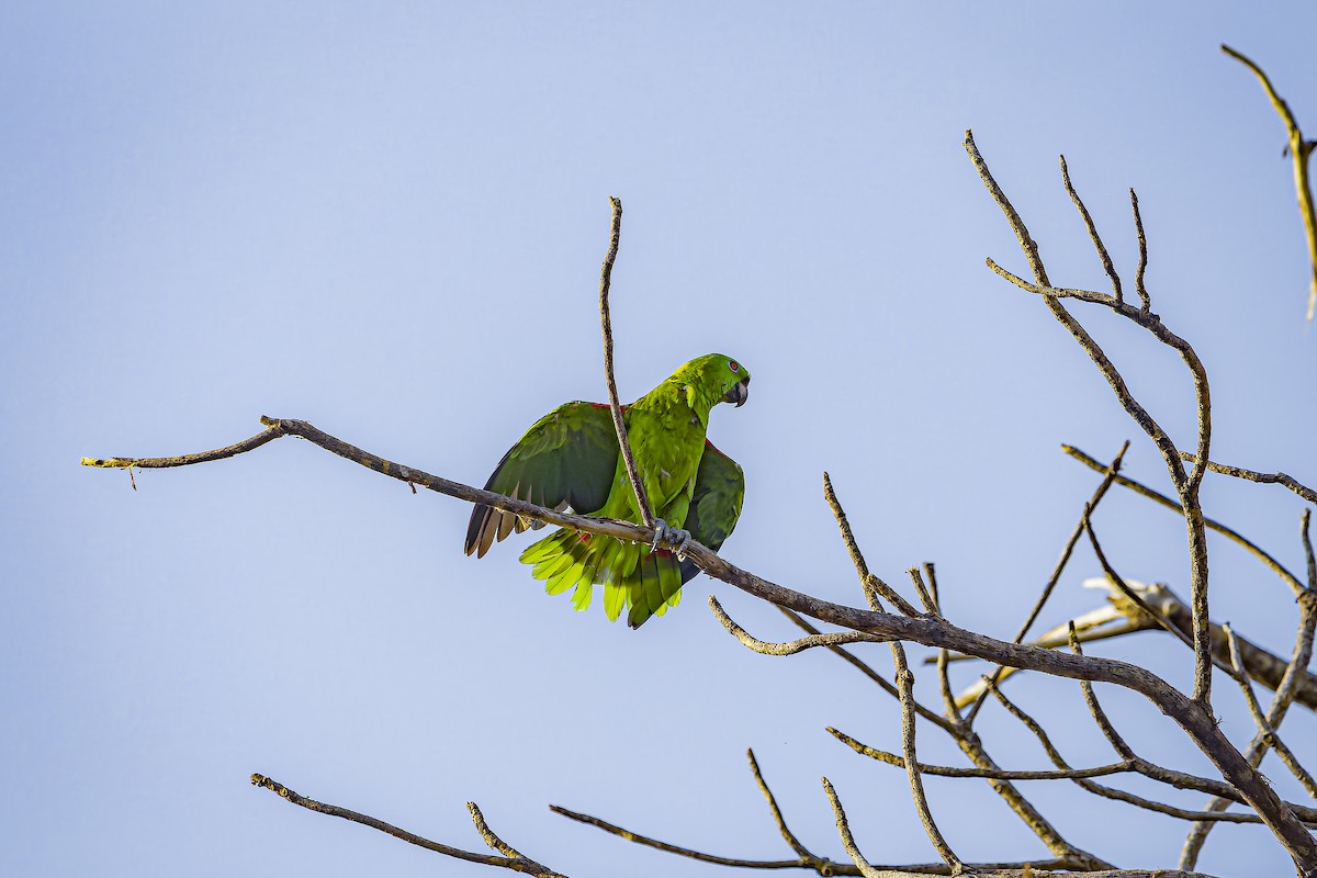 Yellow-naped Amazon - ML634254808