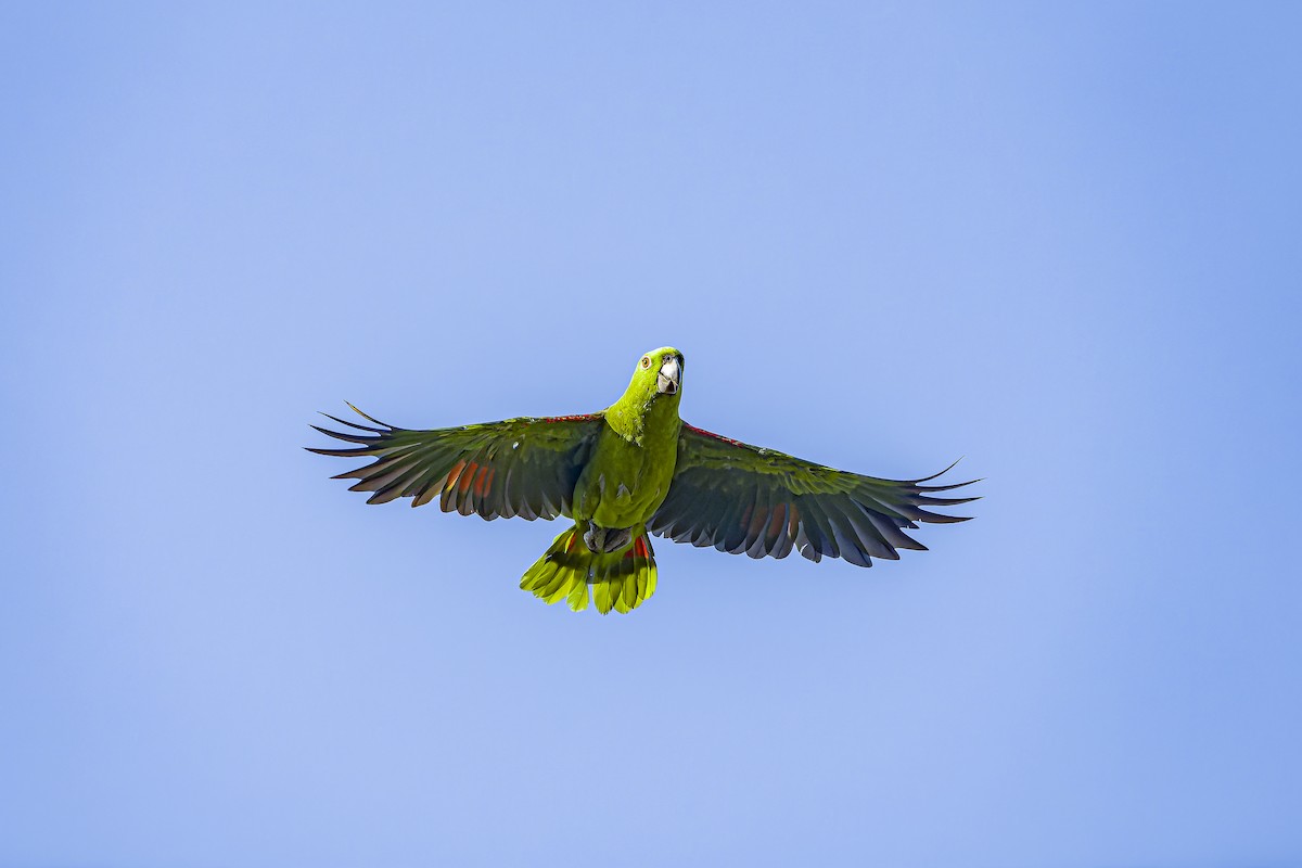 Yellow-naped Amazon - ML634254809