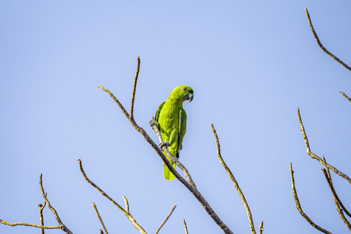 Yellow-naped Amazon - ML634254810
