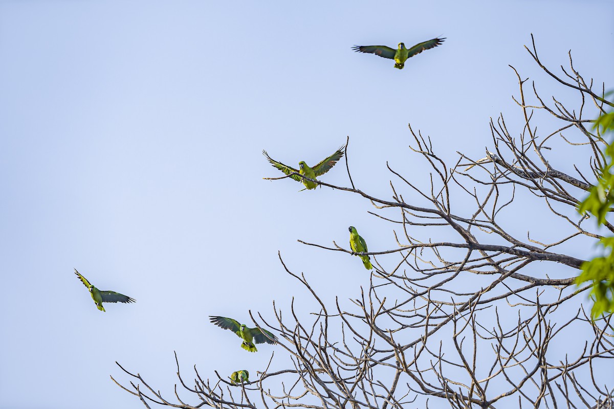Yellow-naped Amazon - ML634254811