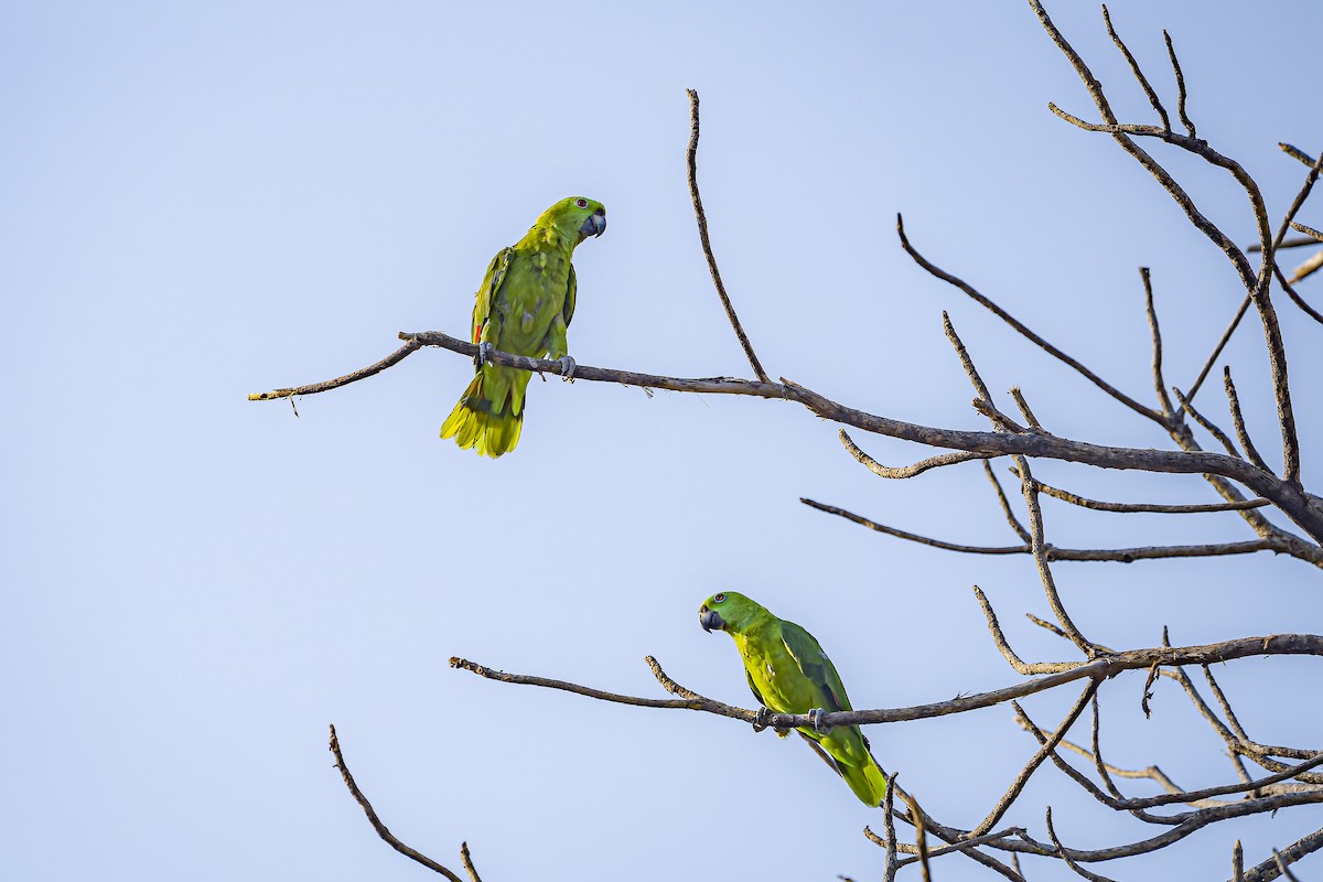 Yellow-naped Amazon - ML634254812