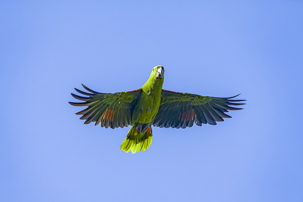 Yellow-naped Amazon - ML634254813