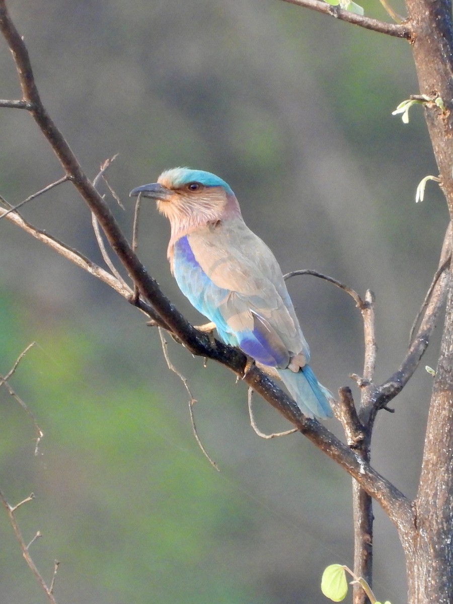 Indian Roller - ML634254845