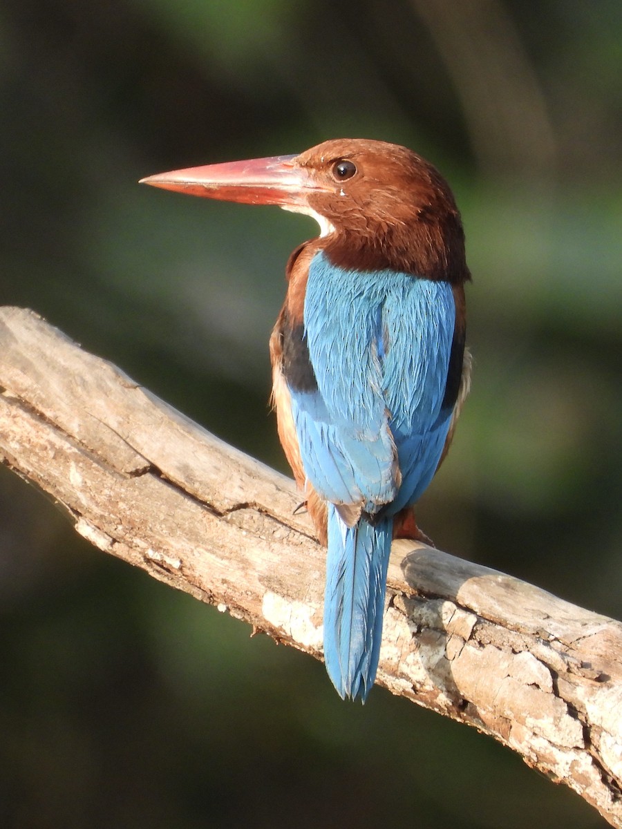 White-throated Kingfisher - ML634254860