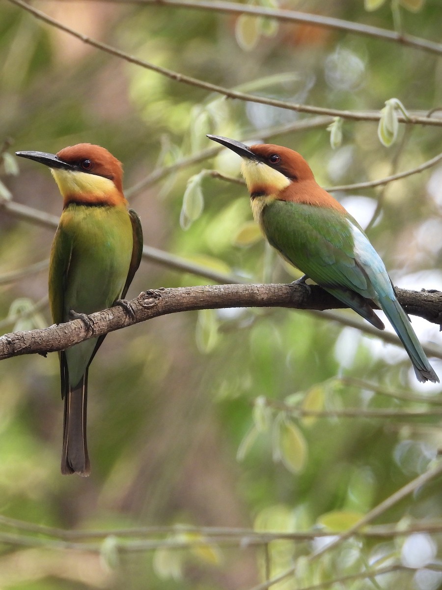 Chestnut-headed Bee-eater - ML634254863
