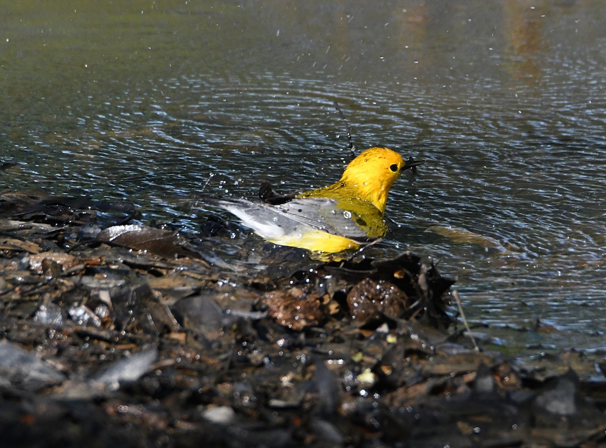 Prothonotary Warbler - ML634255102