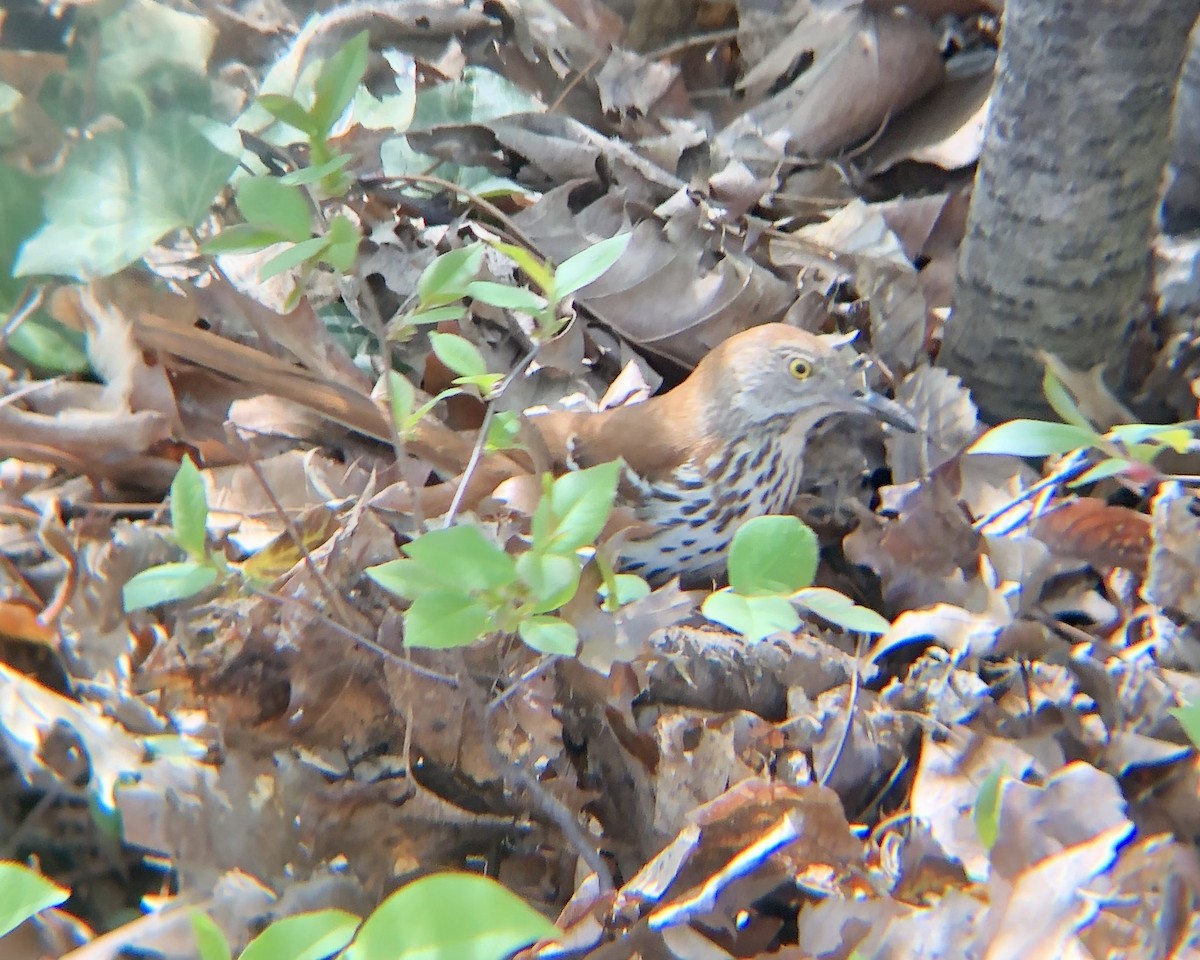 Brown Thrasher - ML634255206
