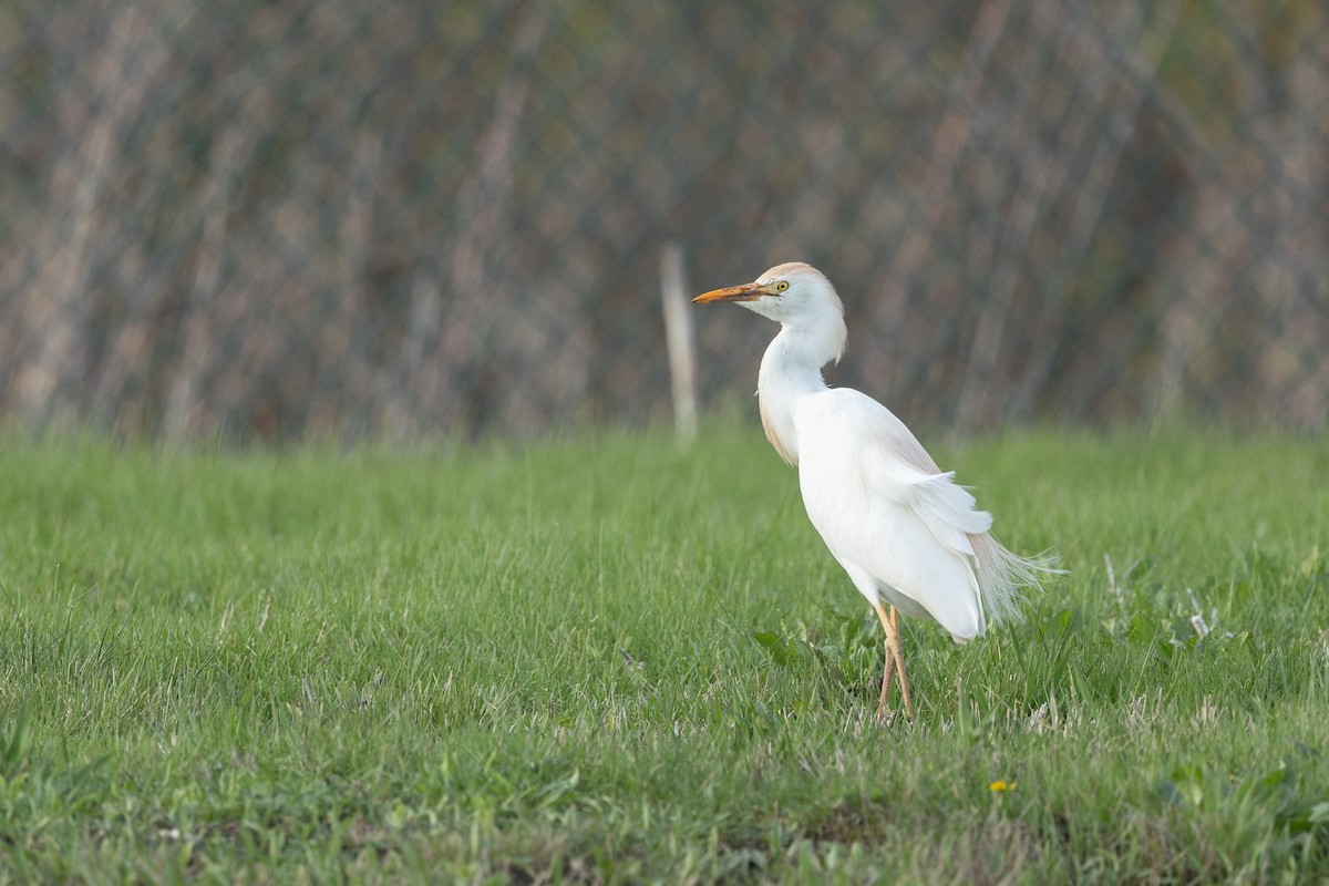 Western Cattle-Egret - ML634255207