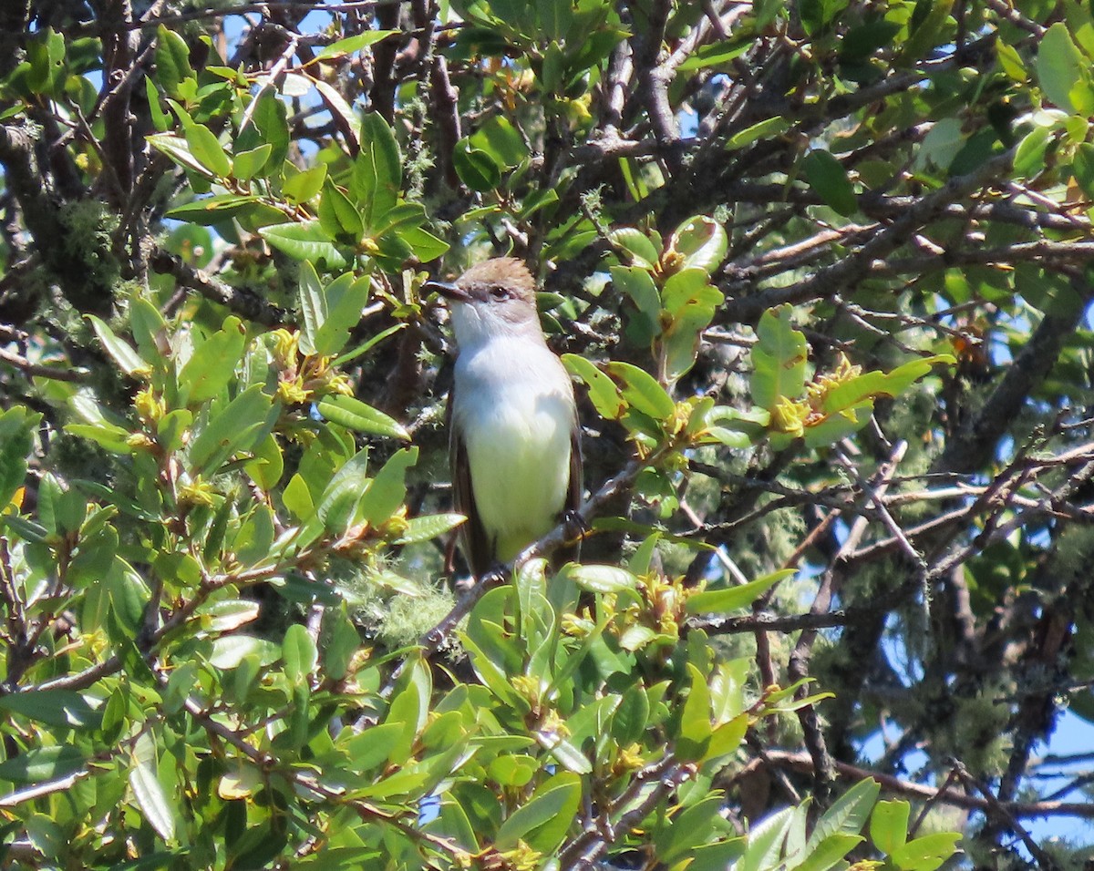 Ash-throated Flycatcher - ML634255241