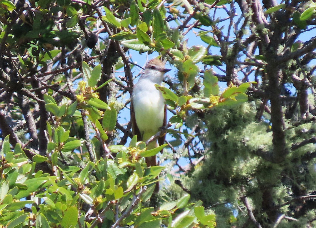 Ash-throated Flycatcher - ML634255252