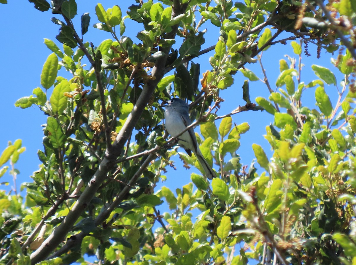Blue-gray Gnatcatcher - ML634255260