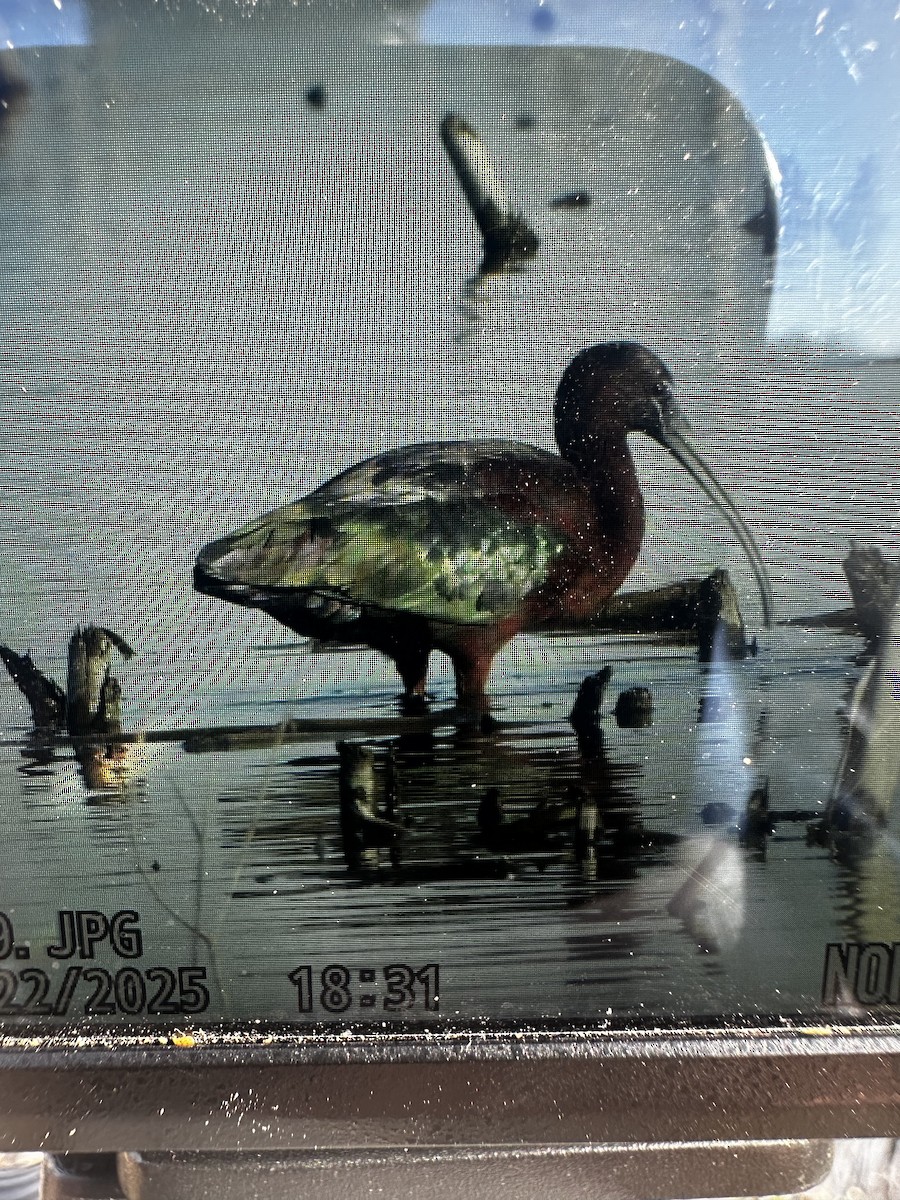 bronseibis - ML634255335