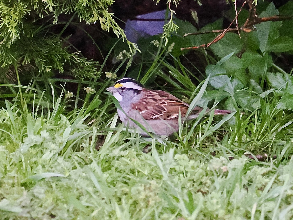 White-throated Sparrow - ML634255348