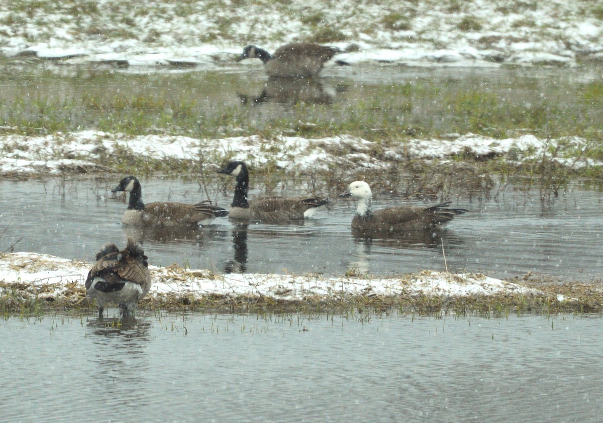 Snow x Canada Goose (hybrid) - ML634255350