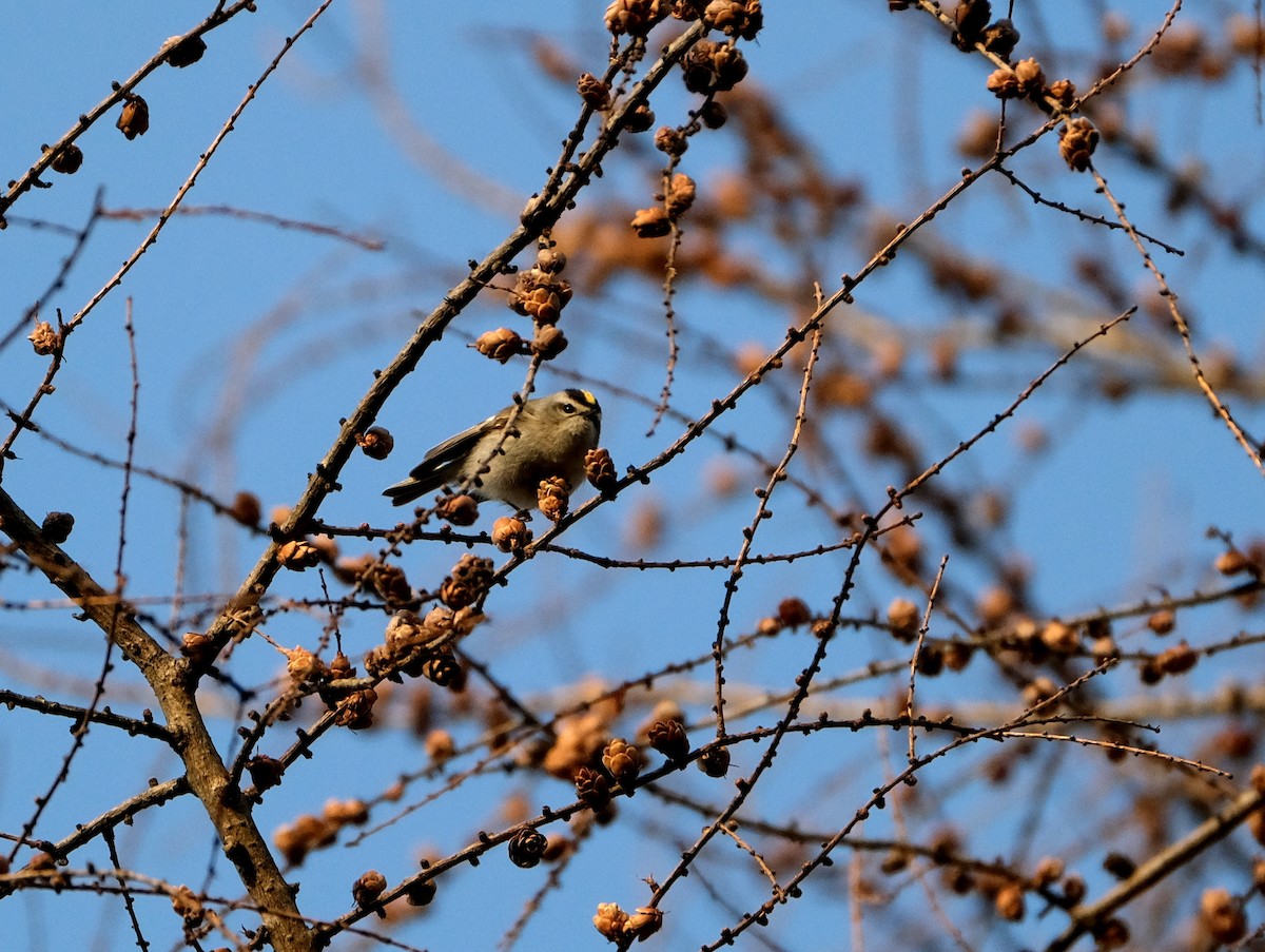 Golden-crowned Kinglet - ML634255448