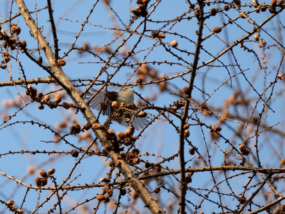 Golden-crowned Kinglet - ML634255449
