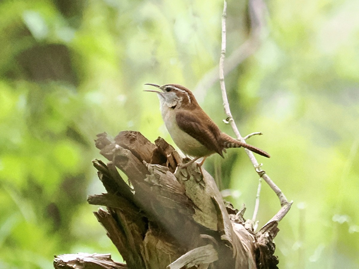 Carolina Wren - ML634255480