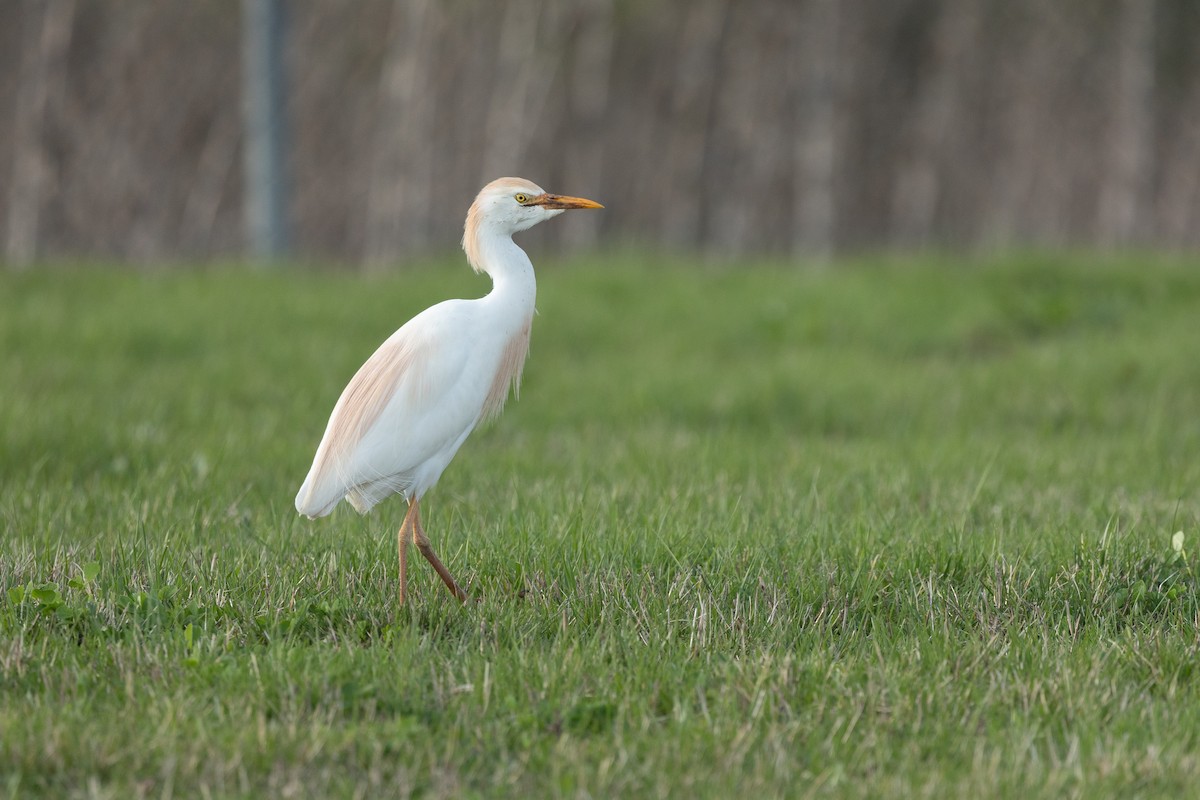Western Cattle-Egret - ML634255527