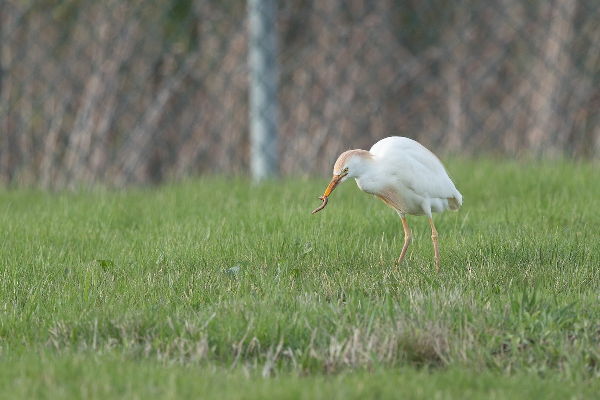 Western Cattle-Egret - ML634255543