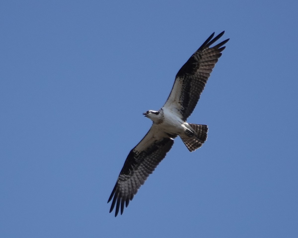 Osprey - ML634255638