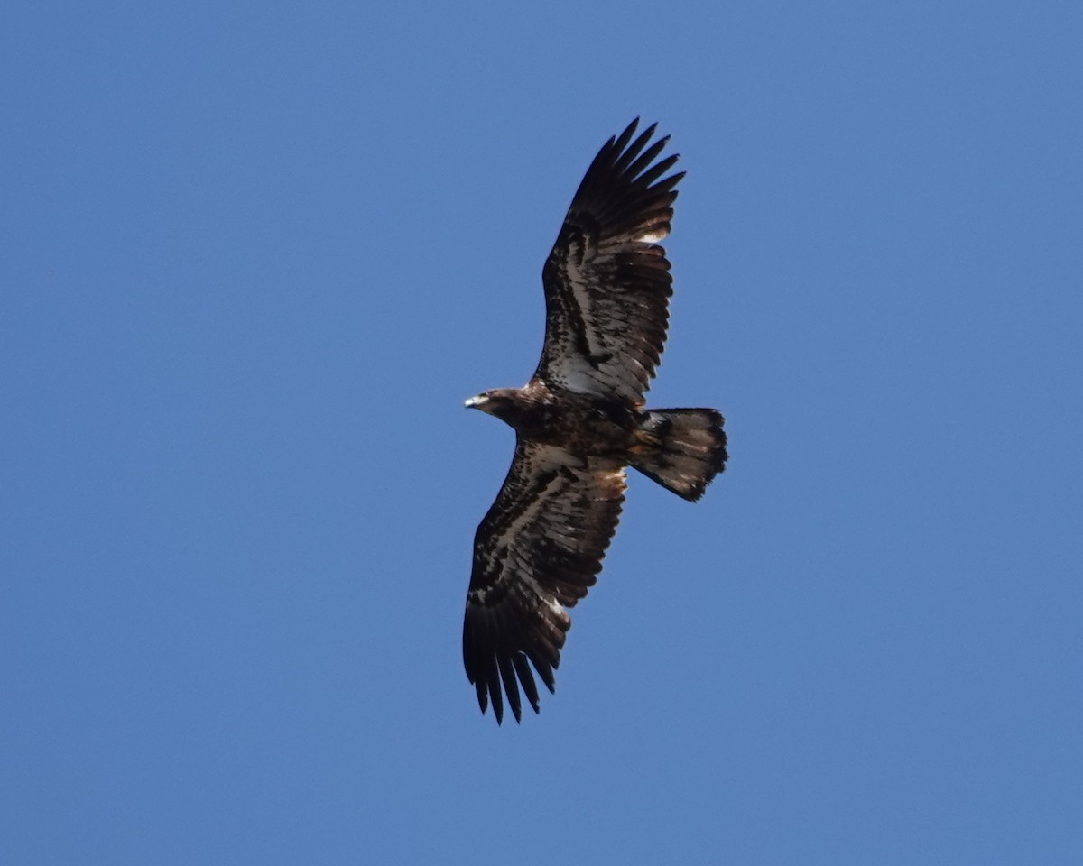 Bald Eagle - ML634255651